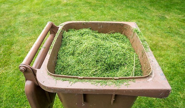 Grass in Dustbin