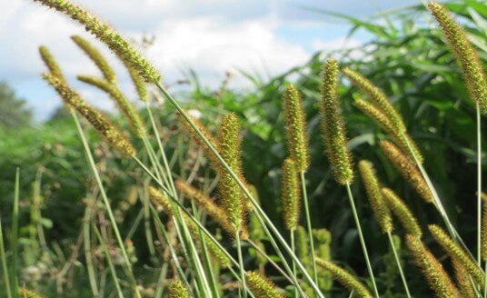 Grassy Weeds