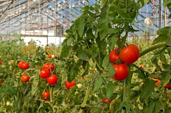 Grow Tomatoes in Arizona