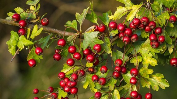 Hawthorn Tree