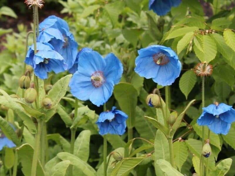 Himalayan Blue Poppy