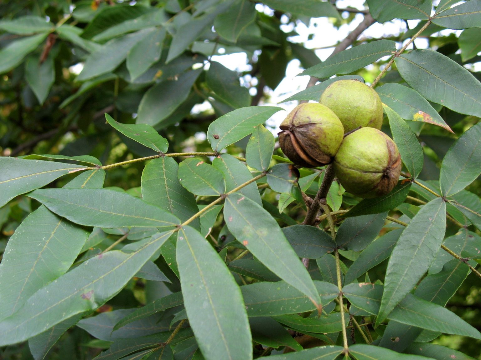 What To Do With Hickory Nuts? The Ultimate Guide Of Using Hickory Nuts