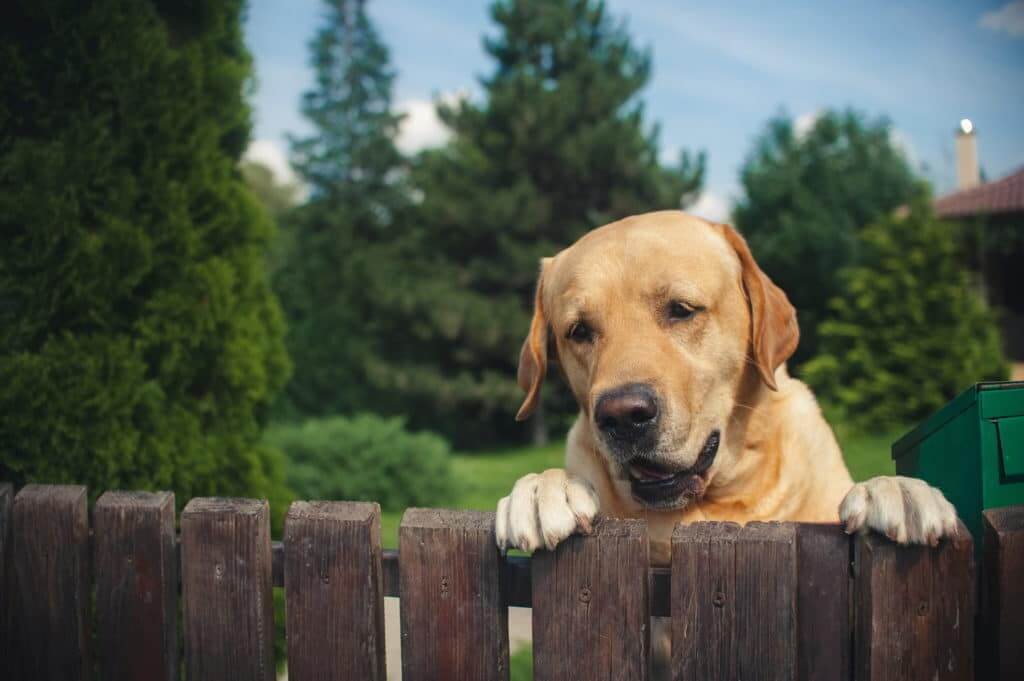 How to Keep Your Neighbour Dog Out of Your Yard?