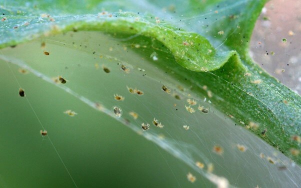 Identify Spider Mites