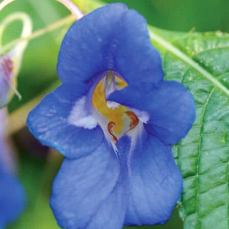 Impatiens Flower