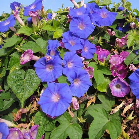 Ipomoea Flower