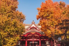 Japanese Maple Tree