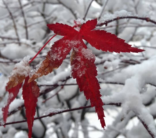 Japanese Maple Trees Timing