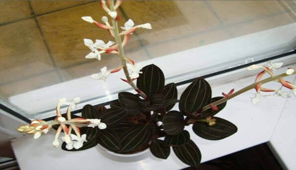 Jewel Orchids