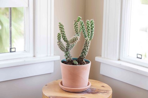 Jumping Cholla