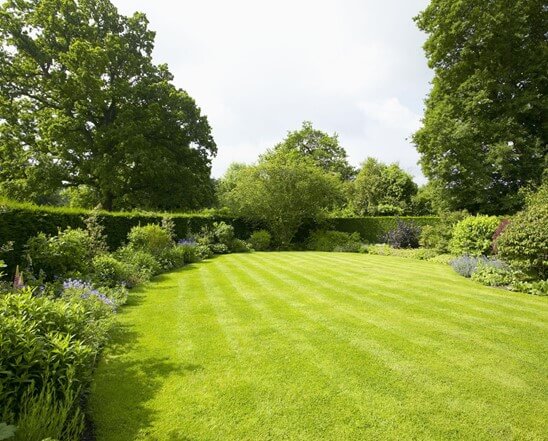 Lawn Full of Weeds