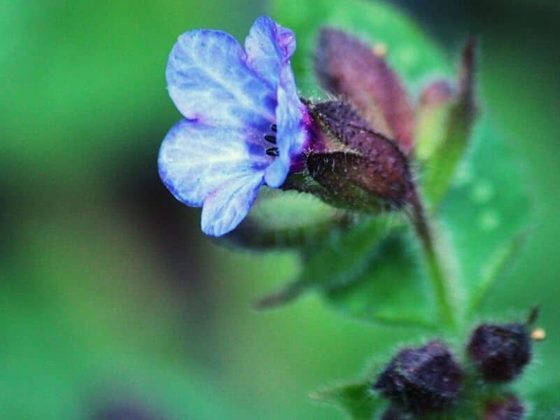 Lungwort