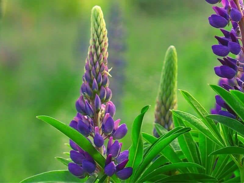 Lupine