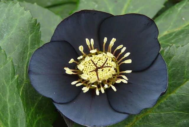 Magnificent Types of Black Flowers with Pictures and Names 