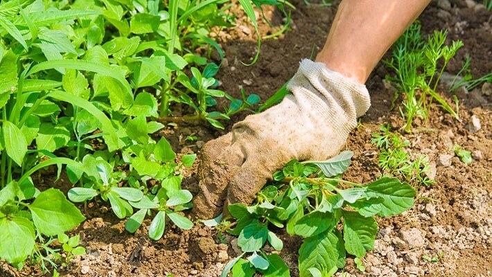 Making Use of Herbicides to Get Rid of Creeping Charlie