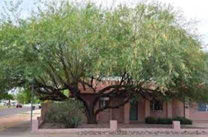 Mesquite Tree