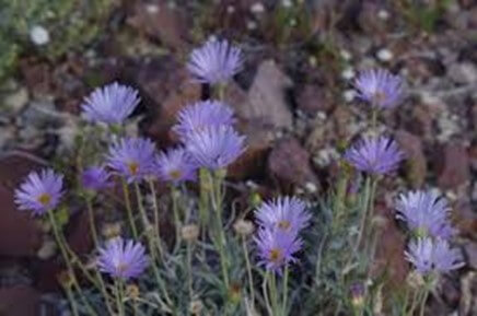 Mojave Aster