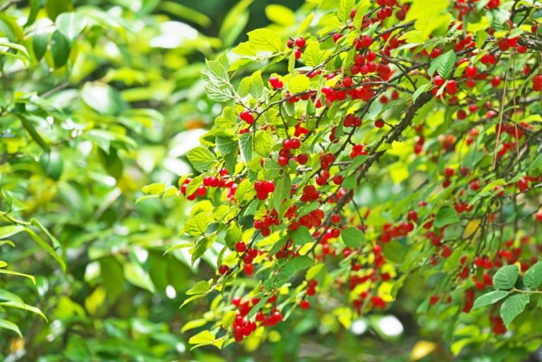 26 Types of Red Fruit Berries Growing on Trees and Shrub EatHappyProject