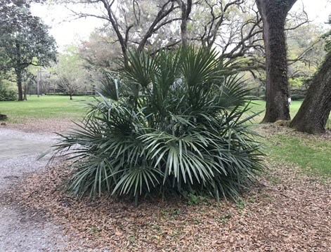 Needle Palm (Rhapidophyllum Hystrix)