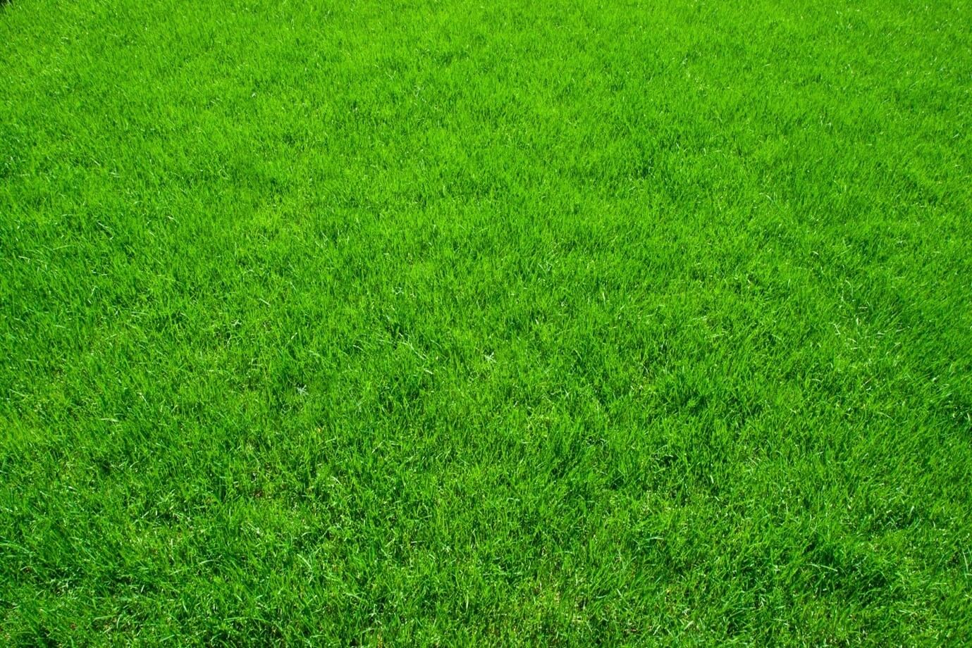 New Grass