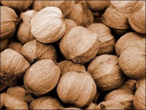 How To Crack Hickory Nuts Good Uses Of Them Eathappyproject