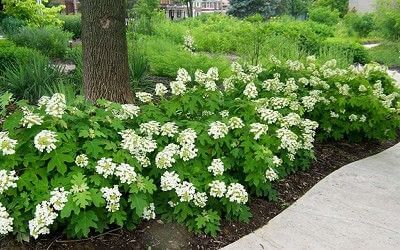 Oakleaf Hydrangea