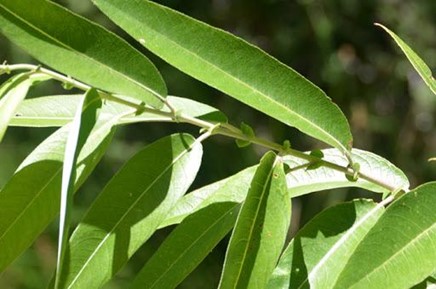 Peach-Leaf Willow