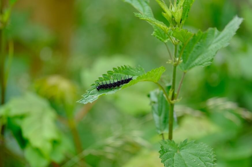 Peacock Butterfly Caterpillar