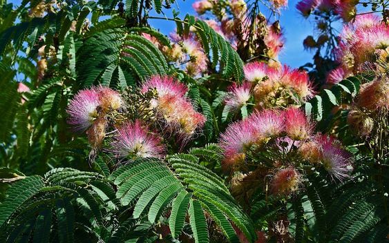 Persian Silk Trees