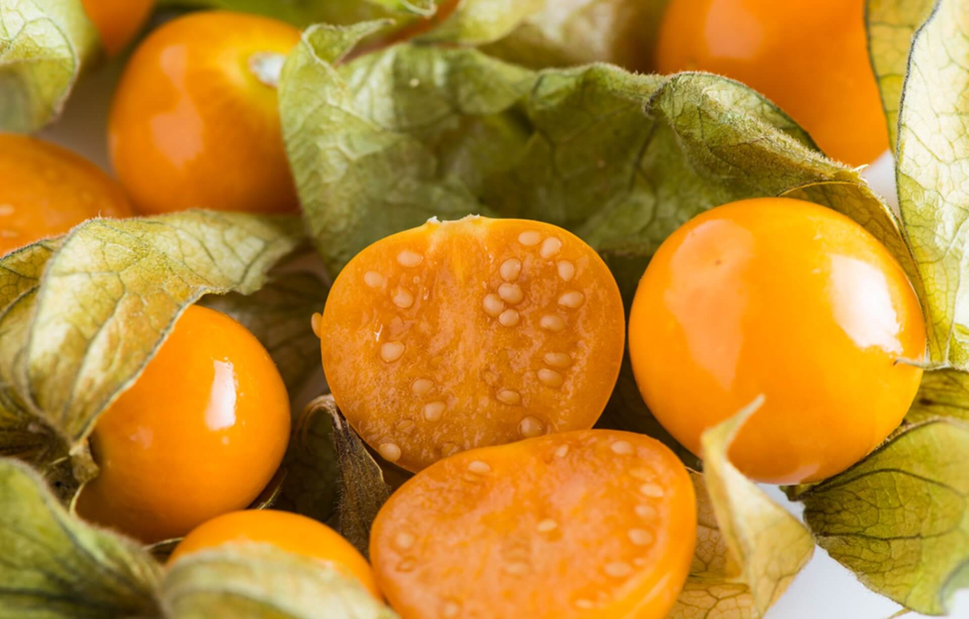 Physalis