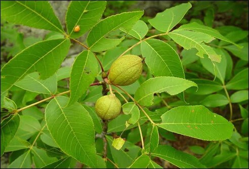 Pignut Hickory (Carya Glabra)
