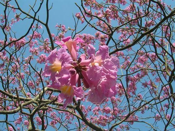 Pink Trumpet Trees