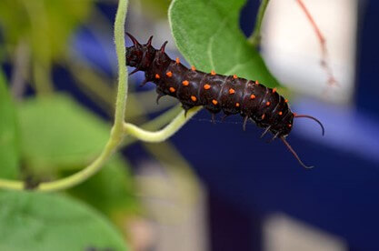 Pipevine Swallowtail Caterpillar