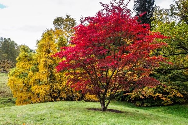 Pruning Japanese Maples 