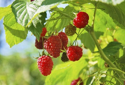 Raspberries