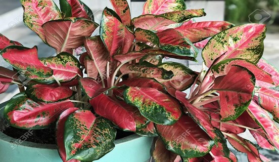 Red Aglaonema