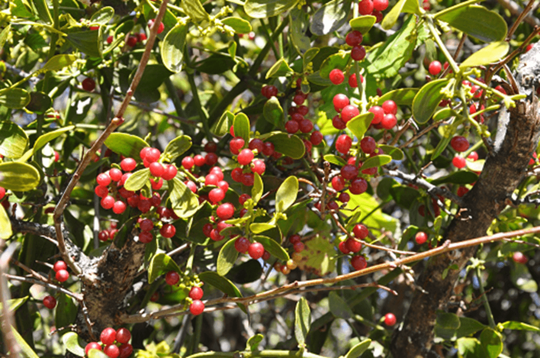 Thom Smith: What is this brilliant red berry bush?