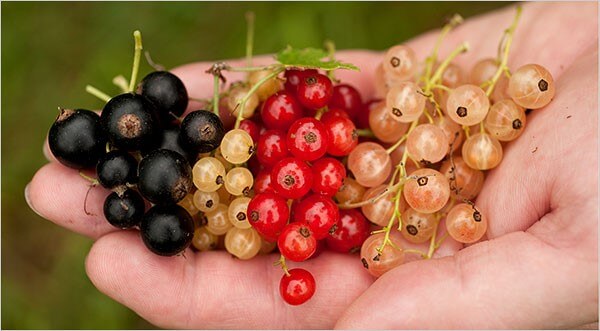 Rote und Schwarze Johannisbeeren