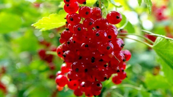 Red Gooseberry