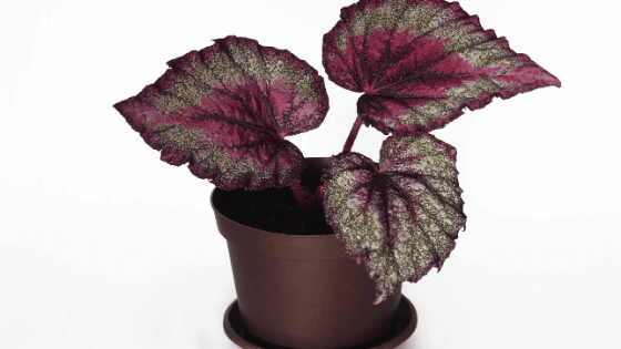 Rex Begonia