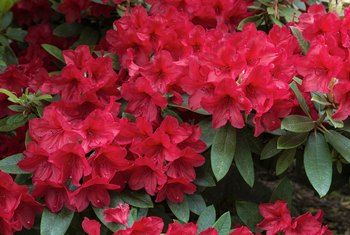 Rhododendron