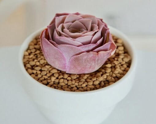 Rose Succulents