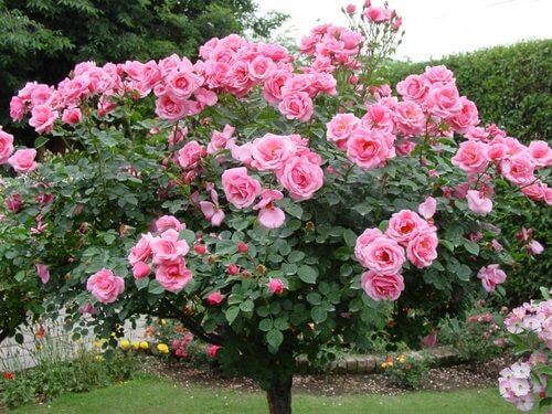 Rose Trees