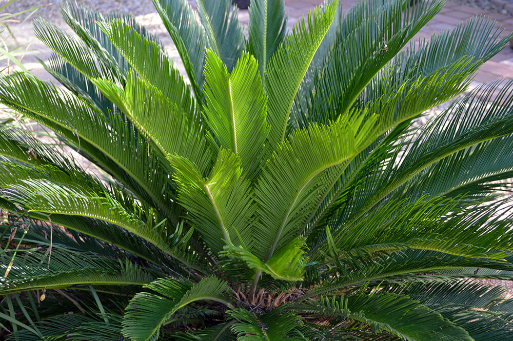 18 Small or Dwarf Palm Trees: Perfect Addition To A Garden ...