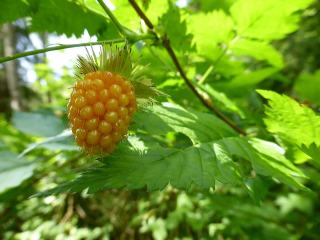 22 Types of Berries: The Hidden Secrets Revealed - EatHappyProject