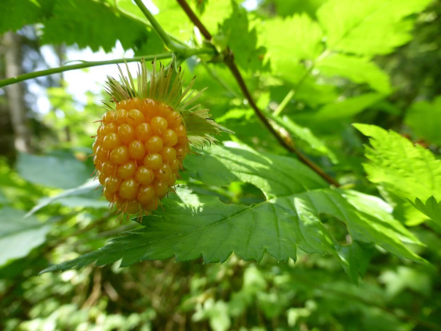 Salmonberries