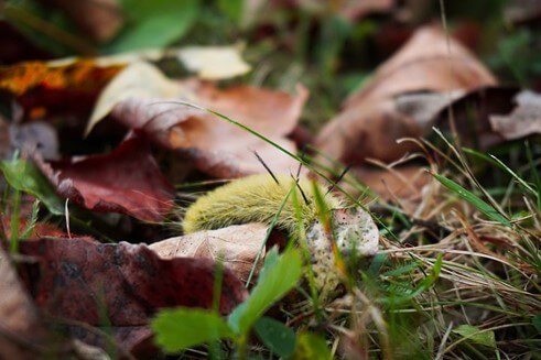 Scarce Dagger Moth Caterpillar