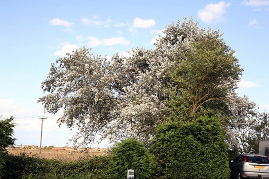 Silver Maple Tree