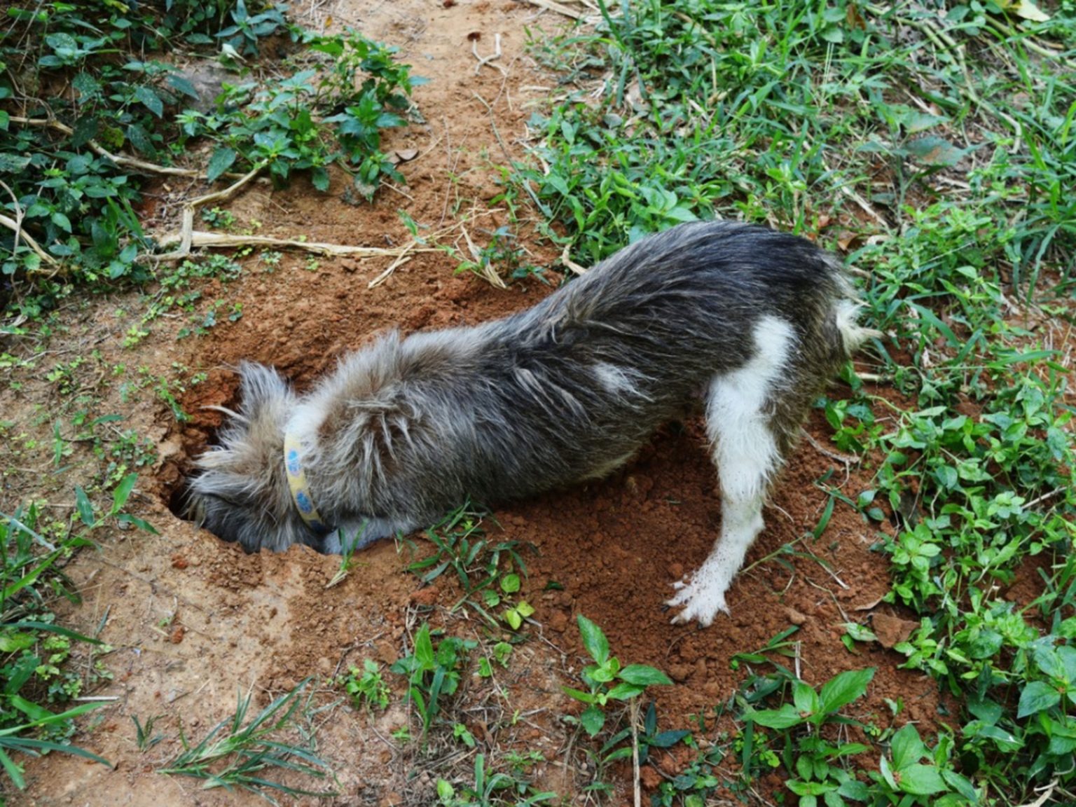 How To Stop Animals From Digging Holes In Your Yard - EatHappyProject