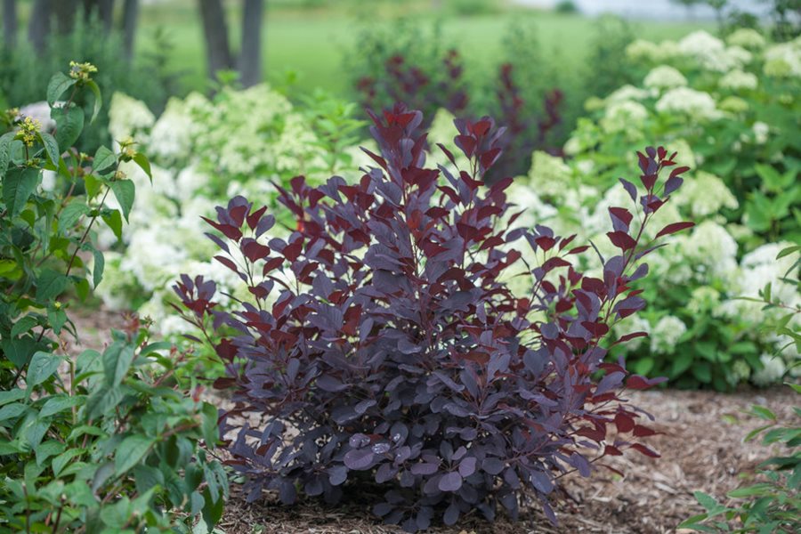 Smoke Bushes